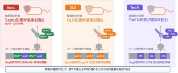 薬が効かない菌に挑む新戦略 細菌の防御網を破るウイルスの仕組みを解明