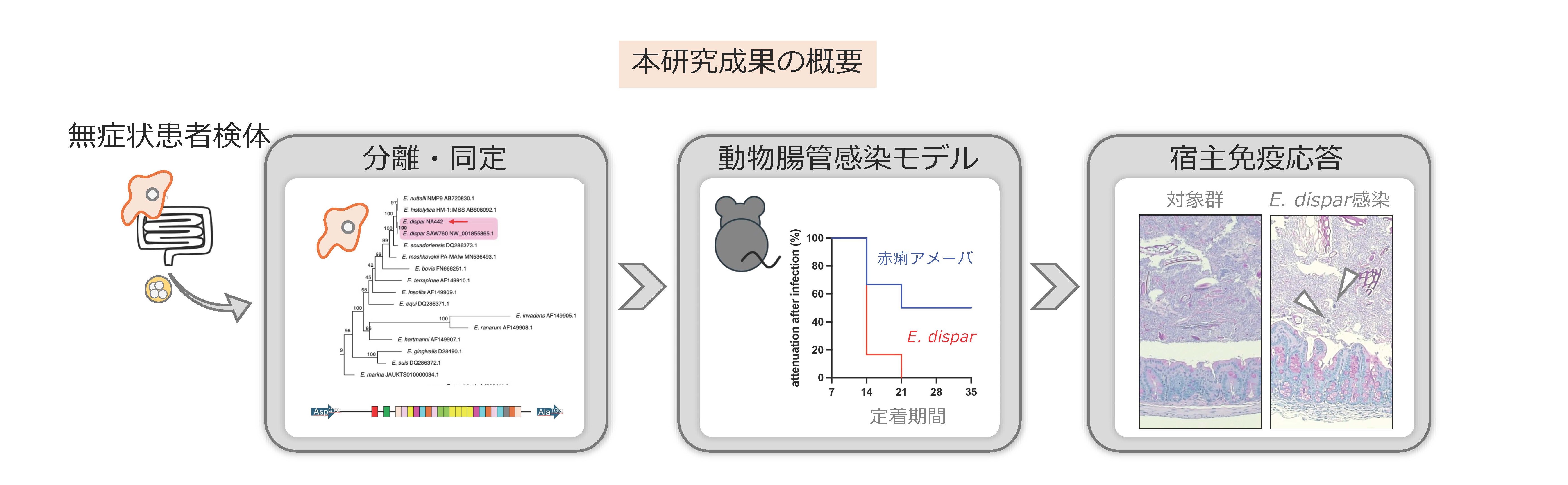 非病原性アメーバ(Entamoeba dispar)の腸管感染モデル確立 ー新しい角度からの赤痢アメーバ症における腸管免疫応答の理解に期待ー