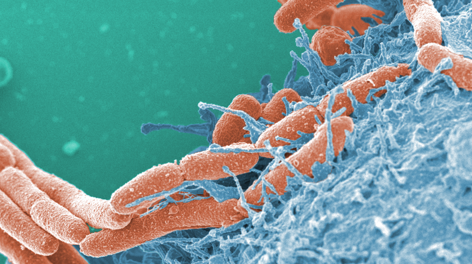 流れに耐え、ちぎれて広がる —定着と拡散を両立する腸管出血性大腸菌の生存戦略を解明—