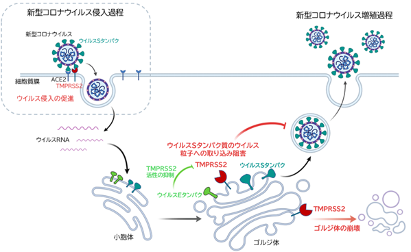 新しく明らかとなった新型コロナウイルスの増殖戦術～ウイルスによる宿主タンパクの巧みな制御～