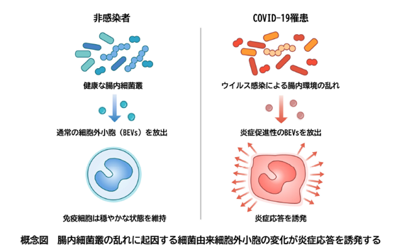 腸内細菌由来の細胞外小胞（BEVs）がCOVID-19 の免疫応答に変調をもたらすことを解明
